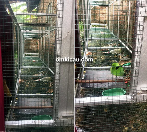 perawatan cucak hijau