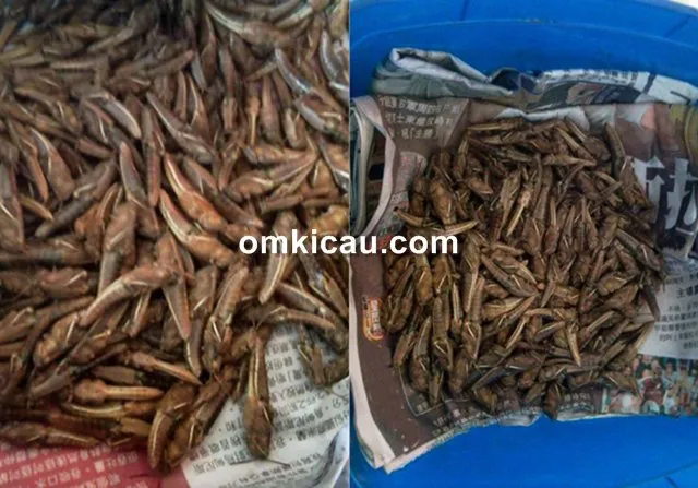 belalang untuk pakan burung belalang untuk pakan burung