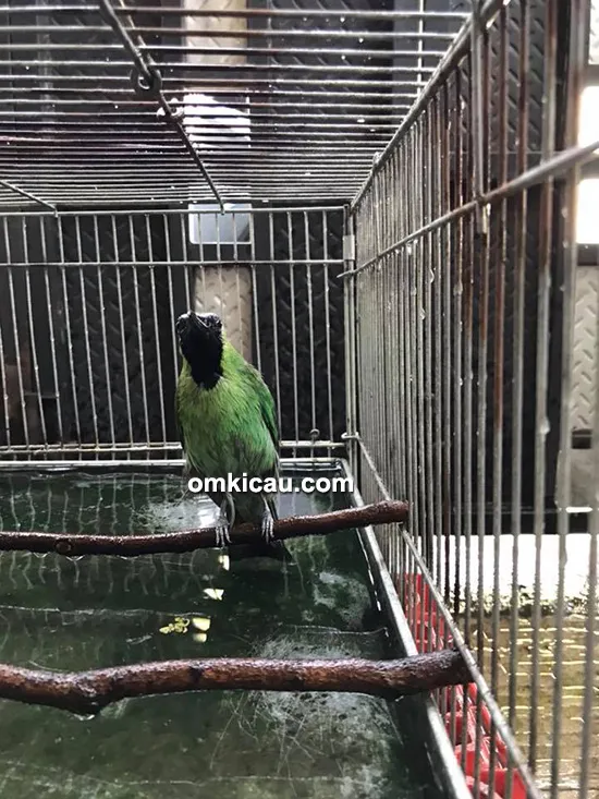 cara merawat burung cucak ijo