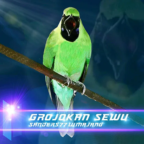 cucak ijo Grojokan Sewu cucak ijo Grojokan Sewu