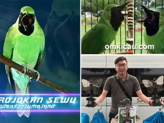 cucak ijo Grojokan Sewu
