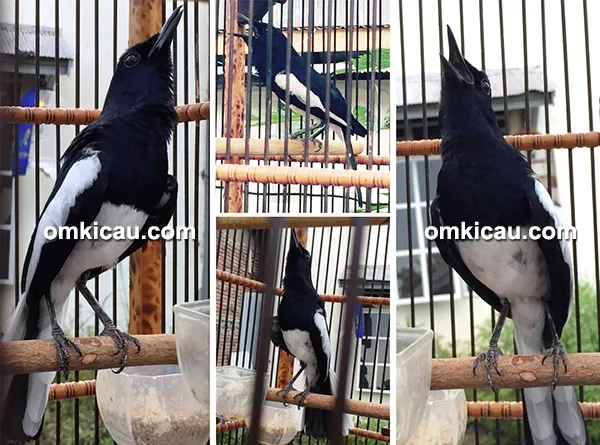 cara merawat burung kacer