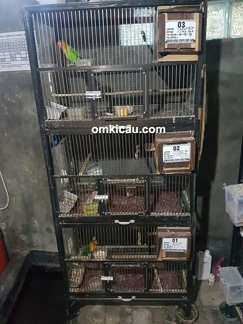 ternak lovebird