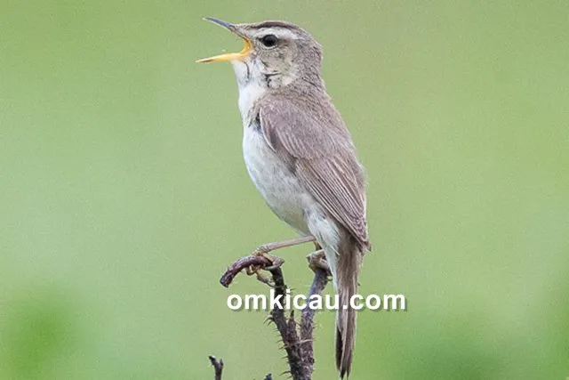 suara burung kerakbasi alis-hitam suara kerak basi alis hitam