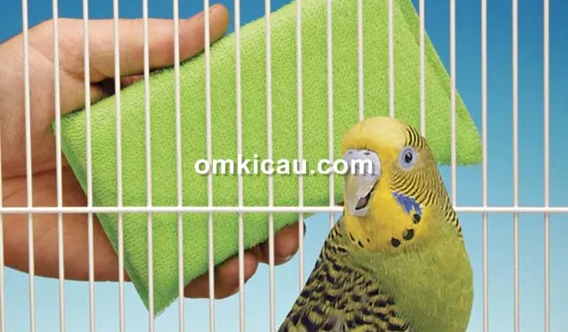 Cara membersihkan sangkar burung Cara membersihkan sangkar burung