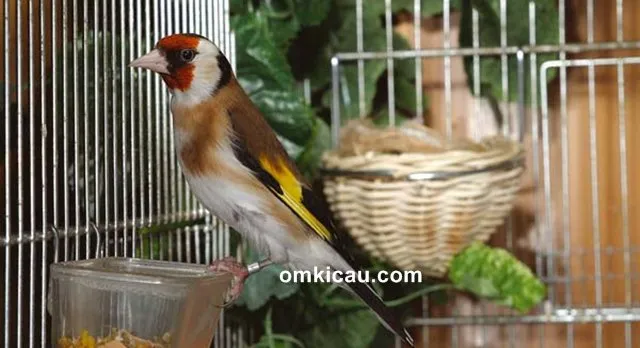 ternak burung goldfinch ternak burung goldfinch