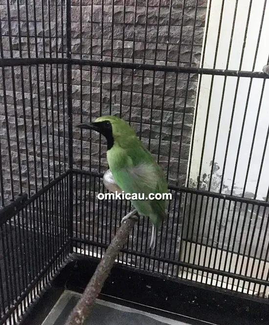 perawatan cucak ijo jawara