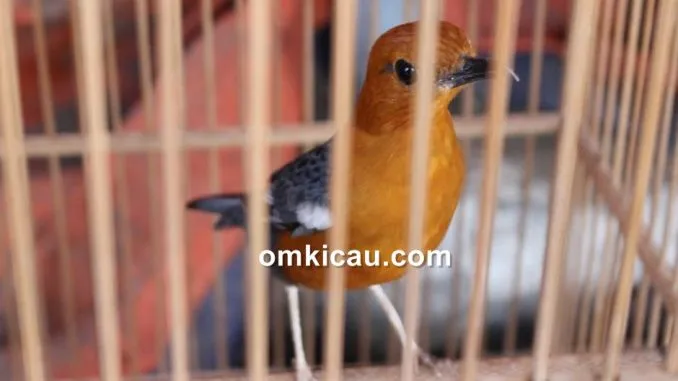 suara terapi dan pancingan untuk burung anis merah suara terapi dan pancingan untuk burung anis merah
