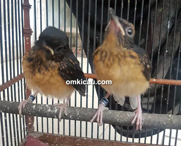 cara ternak burung murai batu