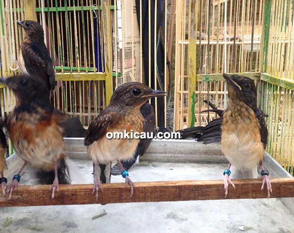 cara ternak murai batu