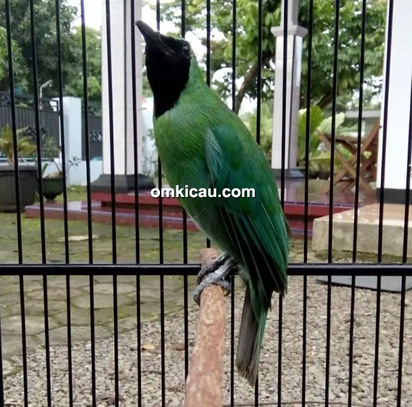 Cucak ijo Shakuntala Cucak ijo Shakuntala