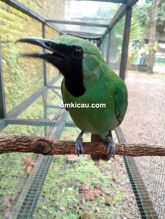 cara merawat burung cucak ijo cara merawat burung cucak ijo