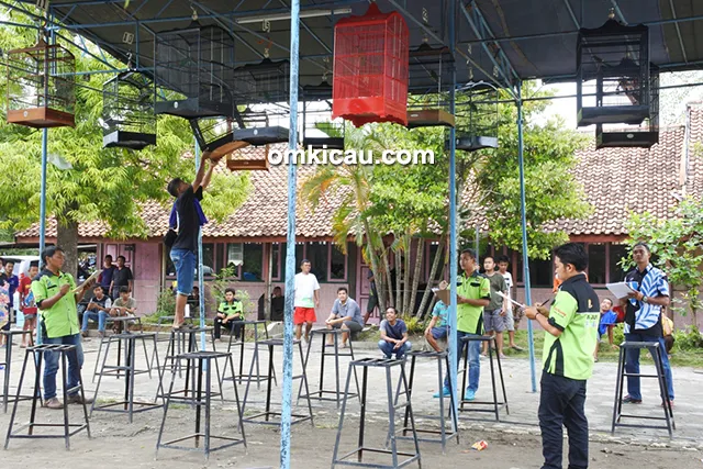 Latpres Merpati Klampok