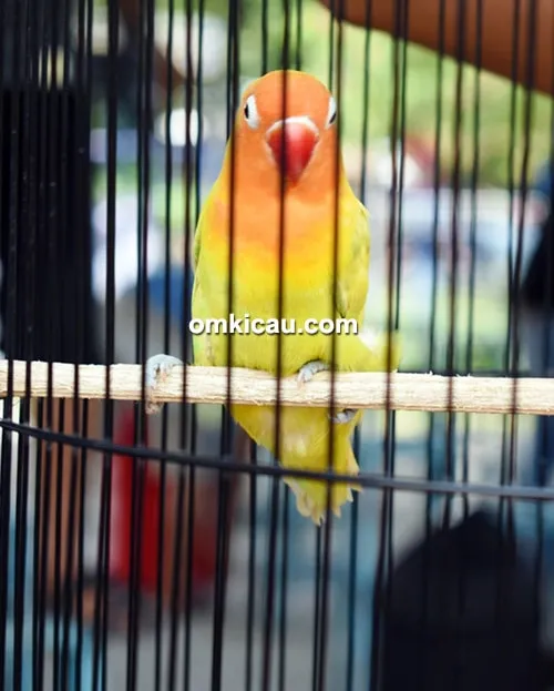 Lovebird Intan Lovebird Intan