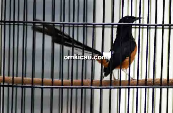 murai batu Kuda Hitam murai batu Kuda Hitam
