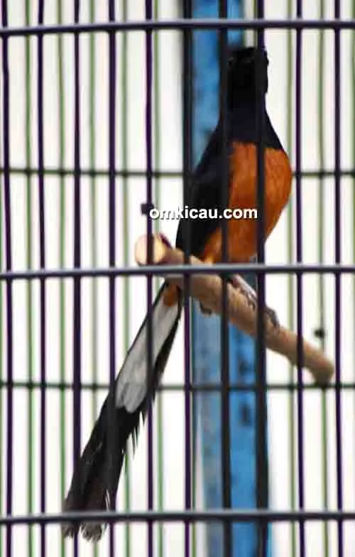 cara merawat burung murai batu cara merawat burung murai batu
