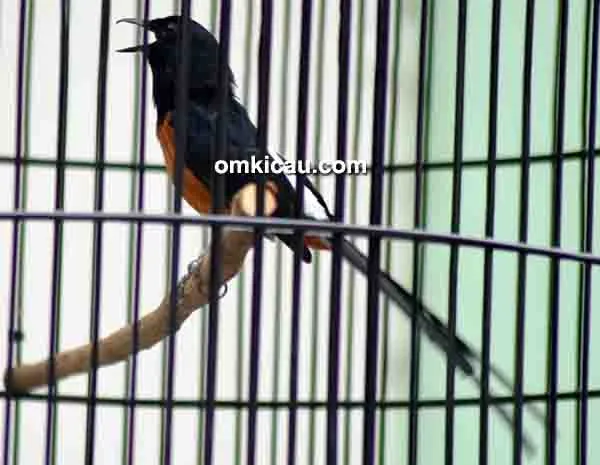 katuranggan murai batu katuranggan murai batu