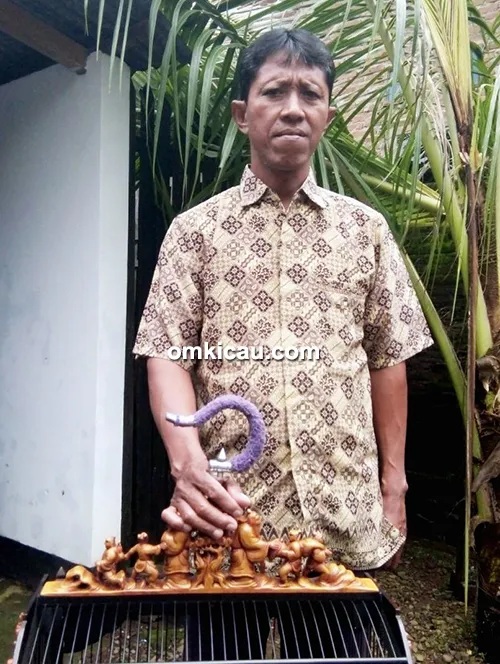 perawatan cucak ijo