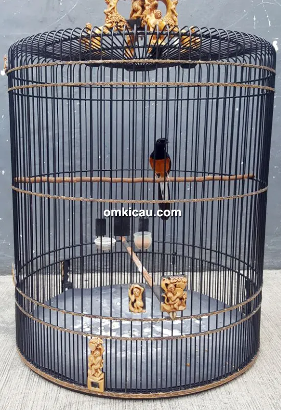 cara merawat burung murai batu