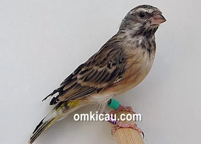 burung blackthroat stres burung blackthroat stres