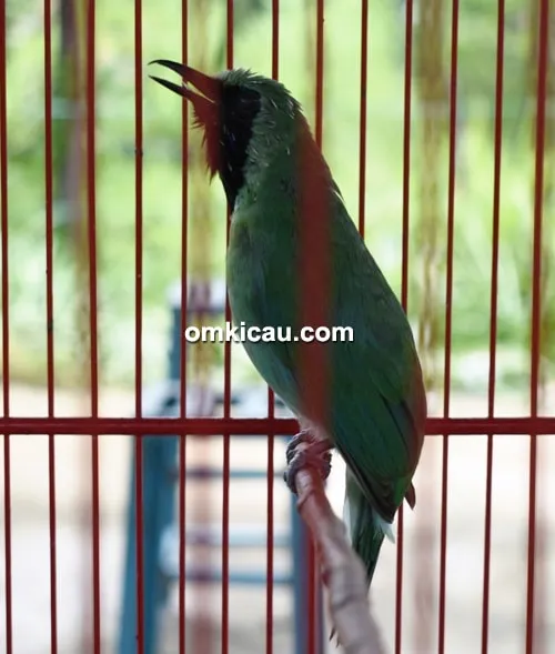 cucak ijo Firaun