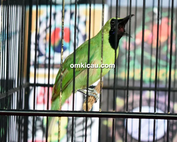 cucak ijo Kian Santang