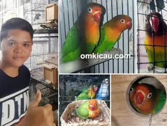 breeding lovebird MRF Bird Fam