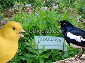 manfaat ginseng jawa untuk burung kicauan
