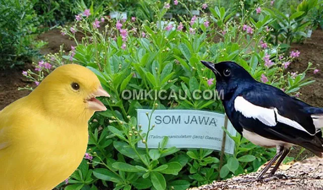 ginseng jawa ginseng jawa