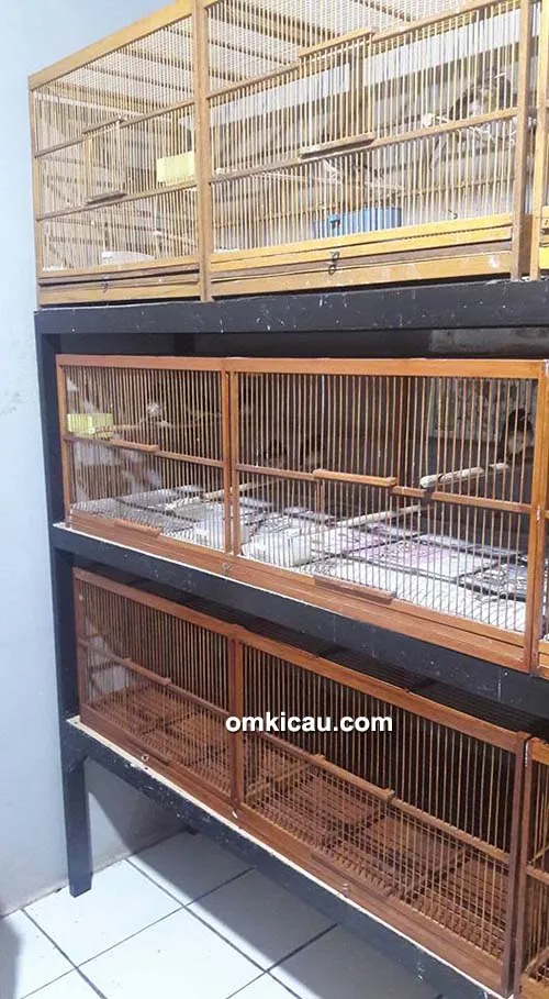 kandang trotolan murai batu