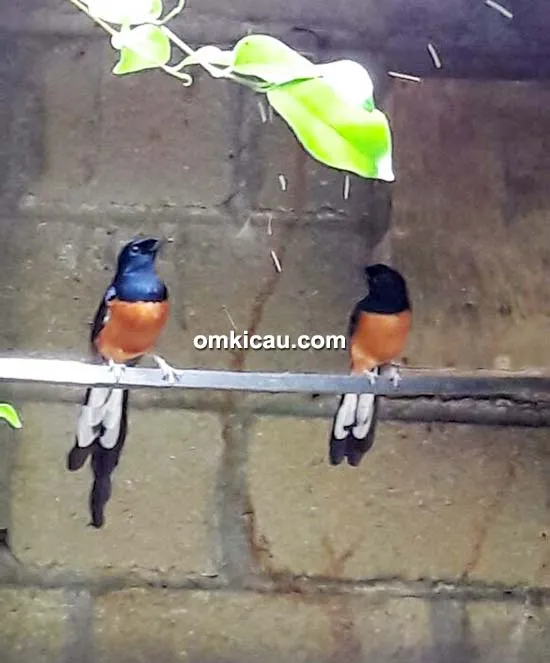 breeding murai batu BBF breeding murai batu BBF