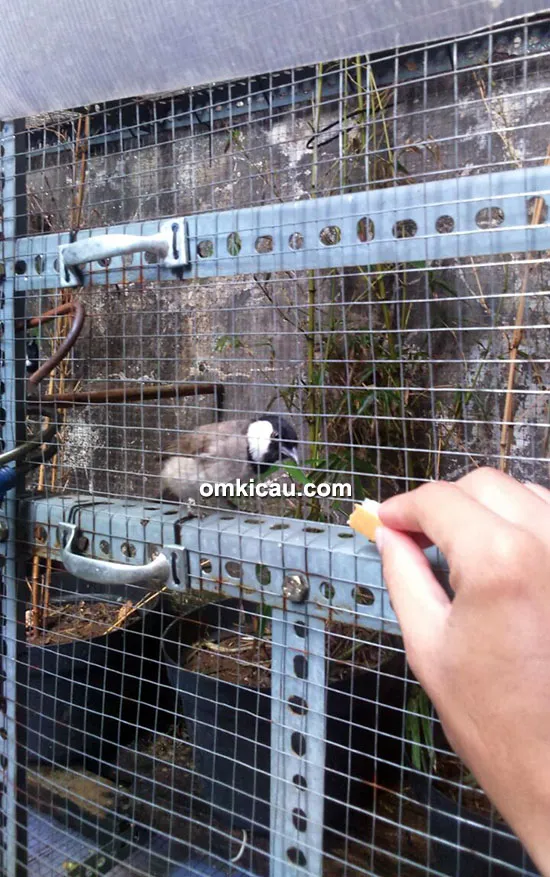 perawatan burung bulbul