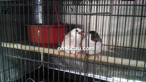 pasangan induk burung bulbul