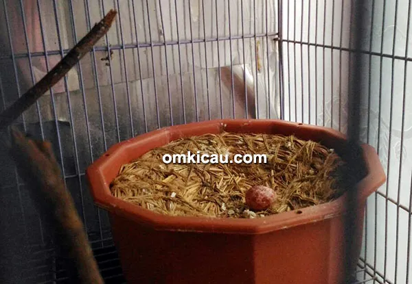 BulBul BF