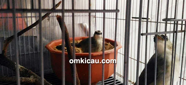 BulBul BF BulBul BF