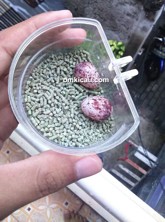 breeding burung bulbul