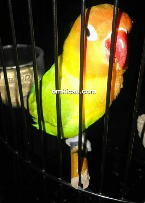 Lovebird Den 007