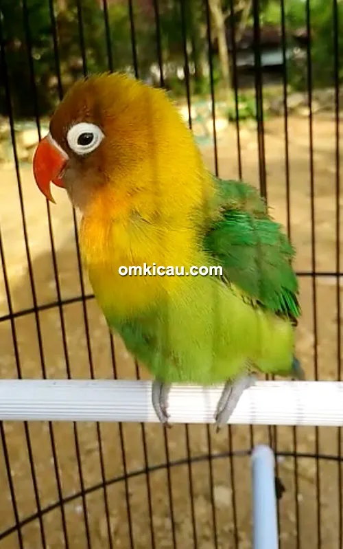 cara merawat burung lovebird