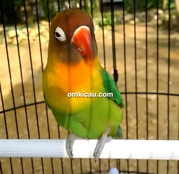 lovebird Diandra lovebird Diandra