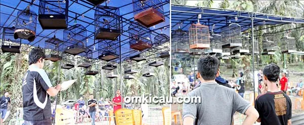 Mini Kontes Kemuning Berkicau