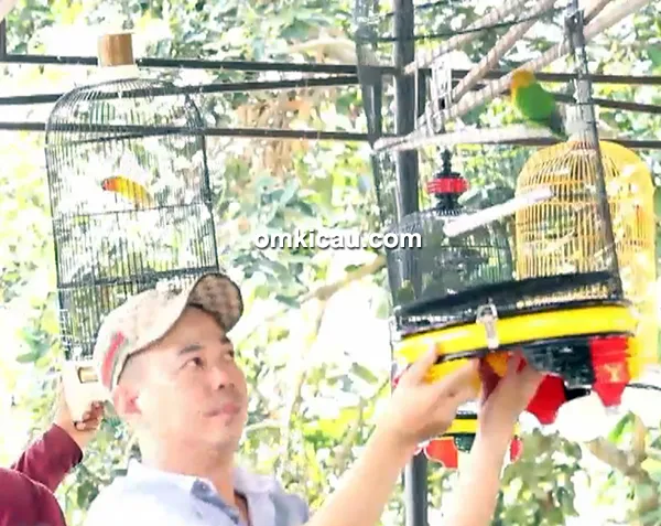 lovebird Black Magic