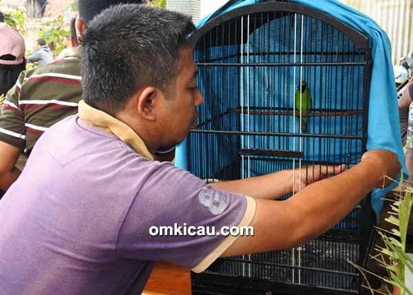 cara merawat burung cucak ijo