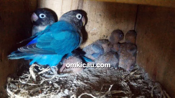 cara ternak burung lovebird