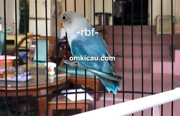 Lovebird Blue Fischeri