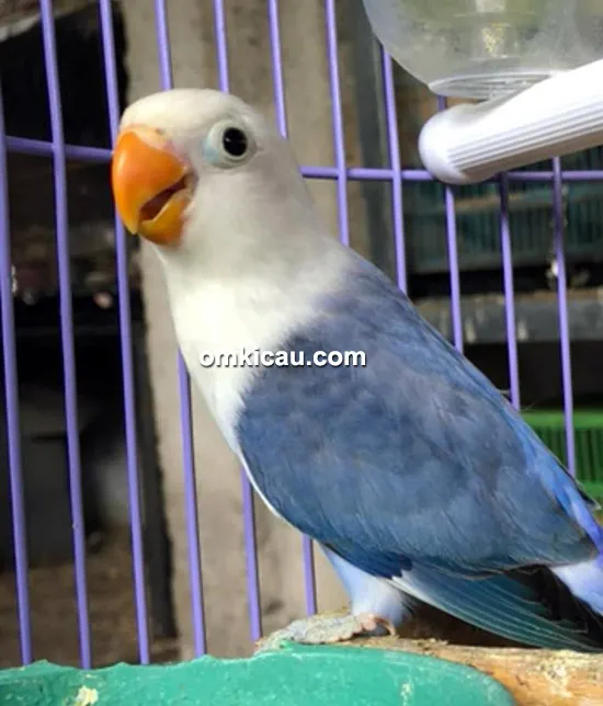 Lovebird violet trah parblue