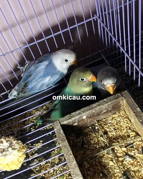 penangkaran lovebird