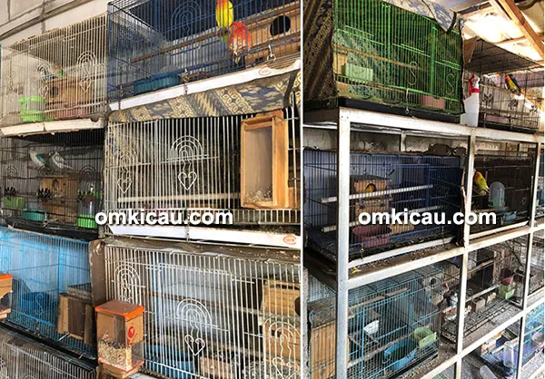 breeding lovebird