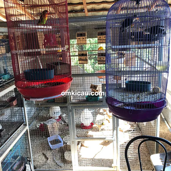kandang breeding lovebird