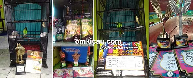 cucak ijo jawara