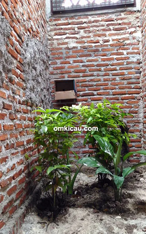 ternak murai batu
